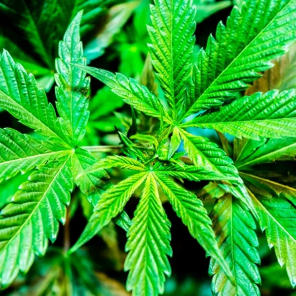 Un intendente de Santiago le repartió a los chicos mochilas con estampados de marihuana