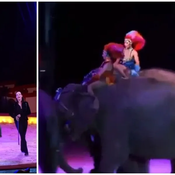 Video: un elefante cayó sobre el público de un circo en Alemania