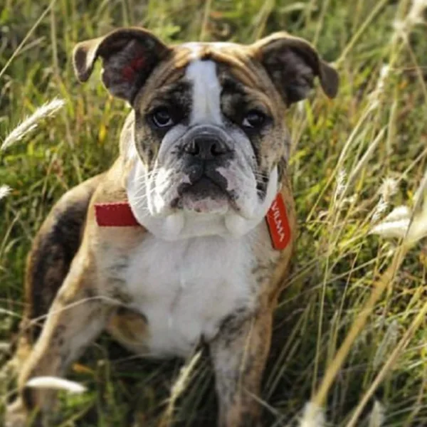 7 errores frecuentes al desparasitar a tu perro