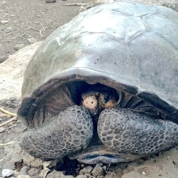 Hallan una tortuga gigante que se creía extinta hace 100 años