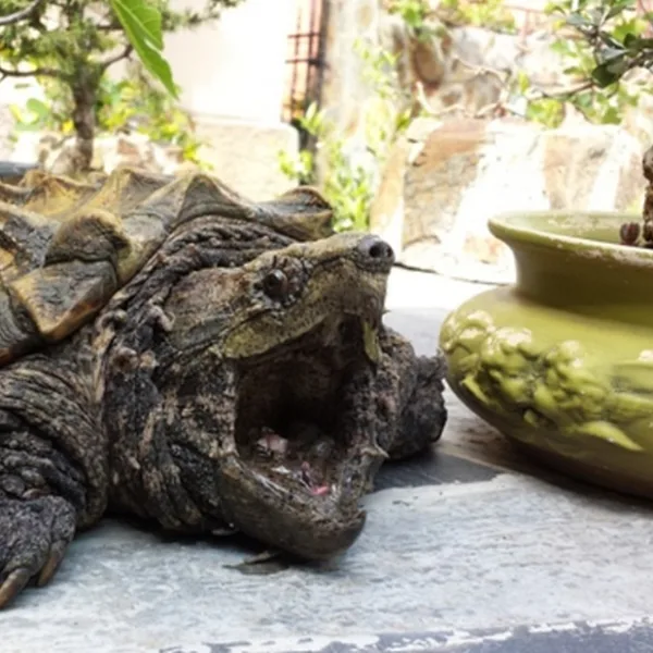 Hallan una tortuga caimán de casi 30 kilos que se consideraba extinta