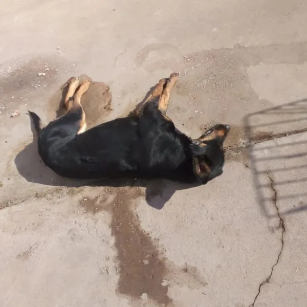 Continúa la investigación por los perros muertos en Godoy Cruz