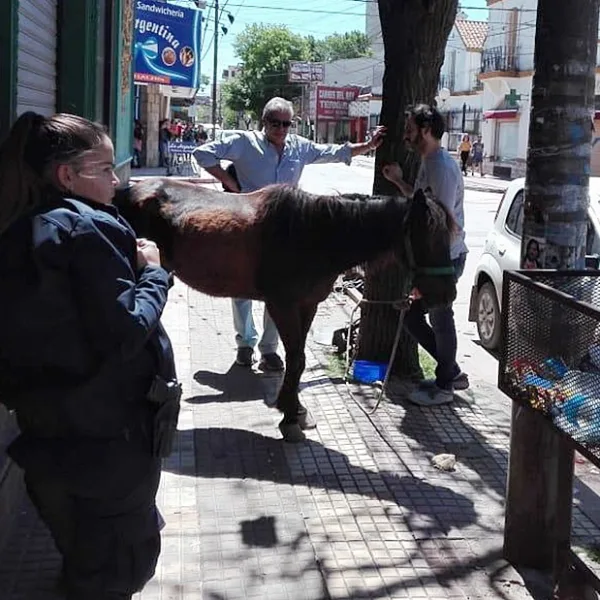 Candidato a concejal de Zárate se llevó a su casa un caballo víctima de maltrato