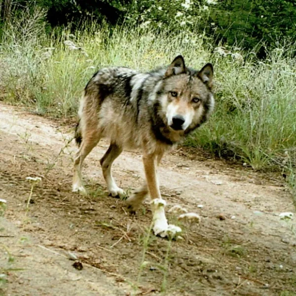 Buscan voluntarios para levantar caca de lobo