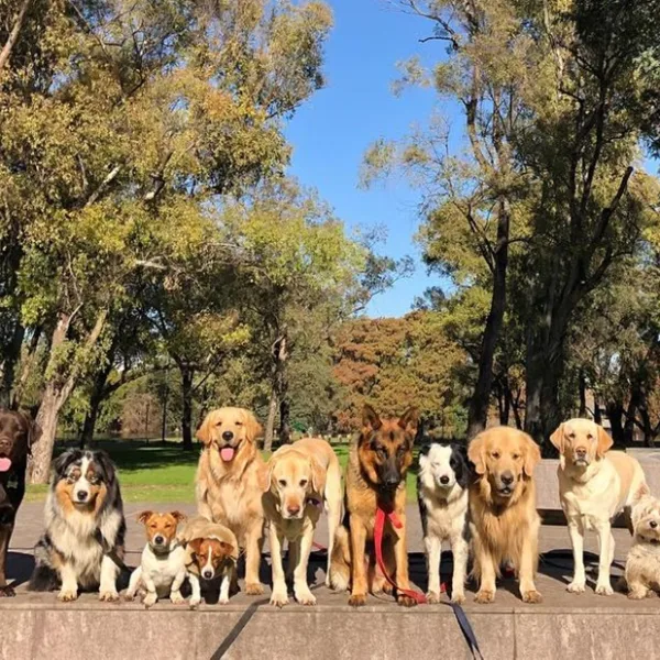 Multiplicar por 7 no va más: así se calcula ahora la edad humana de un perro