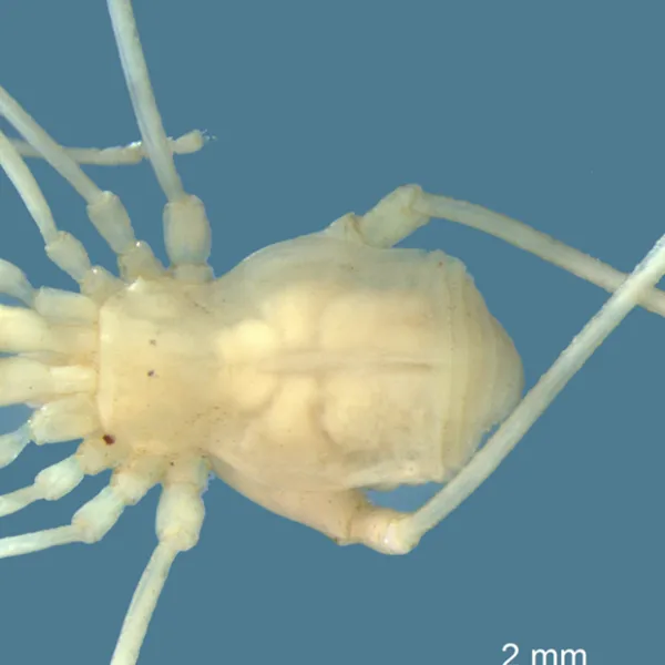 Descubren una nueva especie de arácnido cavernícola en Mendoza