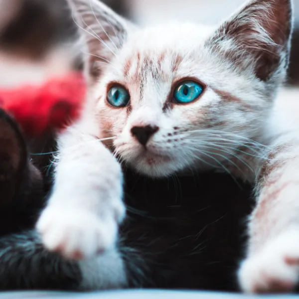 Confirmaron casos de coronavirus en gatos domésticos de Nueva York