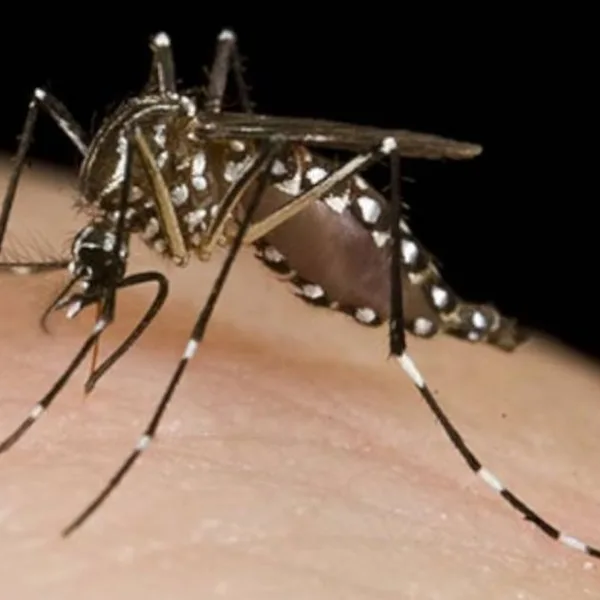 Dengue: ya hay unos 4 mil infectados en todo el país