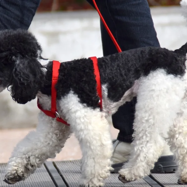 Alberto Fernández explicó por Twitter si se puede pasear a los perros
