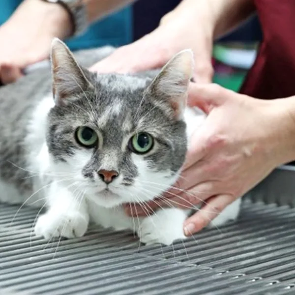 Recomiendan a personas contagiadas con Covid-19 limitar su contacto con los gatos