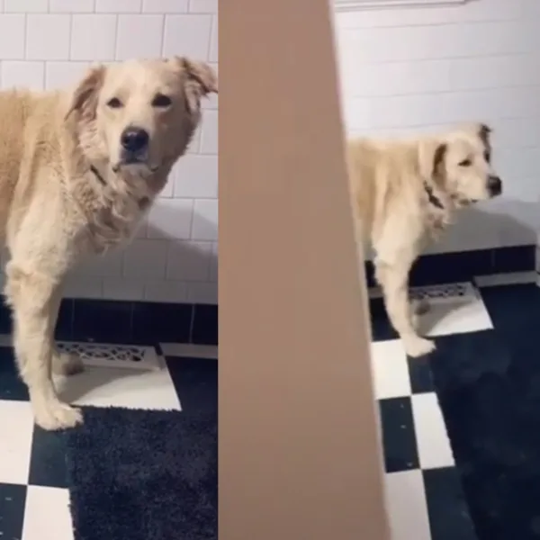 El video del perro que usa el baño y es furor en TikTok