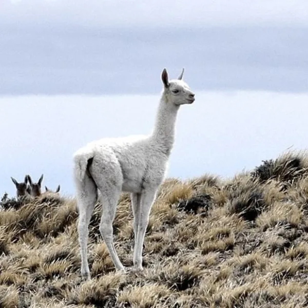 La presencia de un guanaco albino sorprendió a guardaparques en Mendoza