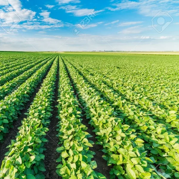 El Banco Provincia anunció créditos a tasa 0% para productores agropecuarios