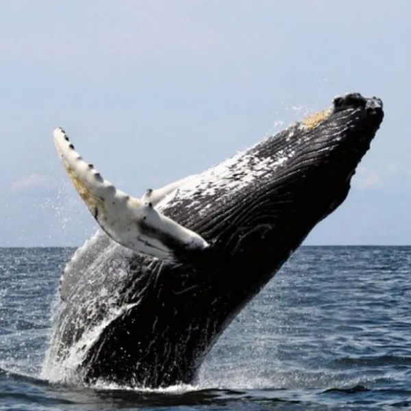 Hoy se celebra el "Día Mundial de la Ballena Franca Austral"