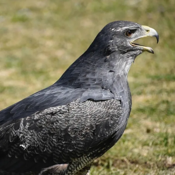 Un águila mora volvió a volar después de dos años tras ser víctima del mascotismo