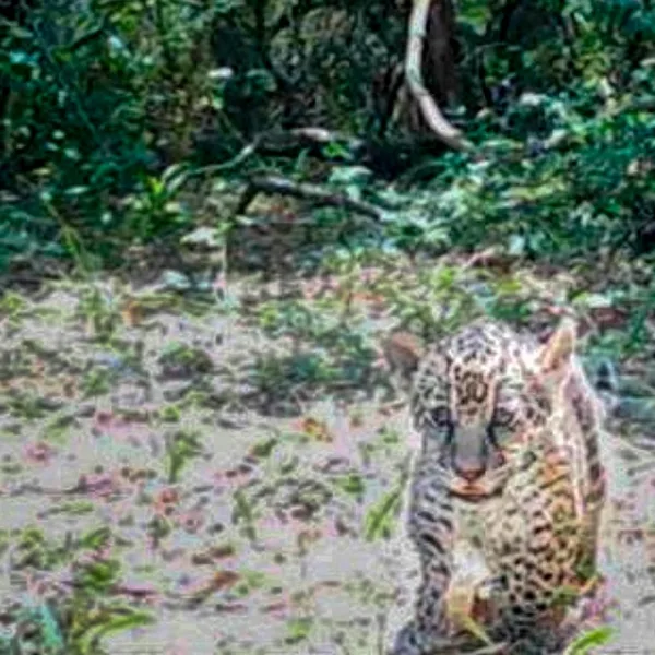 Una ternura: nacieron dos cachorros de yaguareté en los Esteros del Iberá