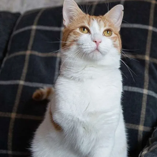 Mylo, el gato con 3 patas abandonado, fue portada de un reconocido calendario