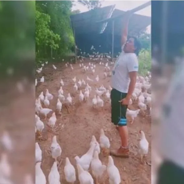 Conocé al tiktoker que convirtió a su bandada de gallinas en un ejército espartano