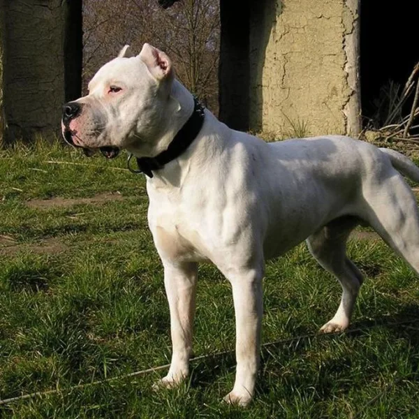 Mendoza: un dogo mató a una bebé de un año