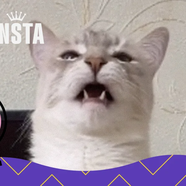 "Rankinsta": todo lo mejor de Internet