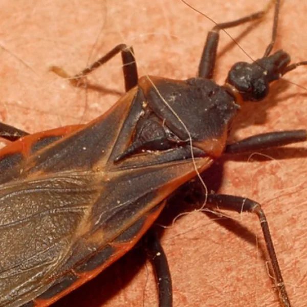 Hoy es el Día Mundial de la Enfermedad de Chagas