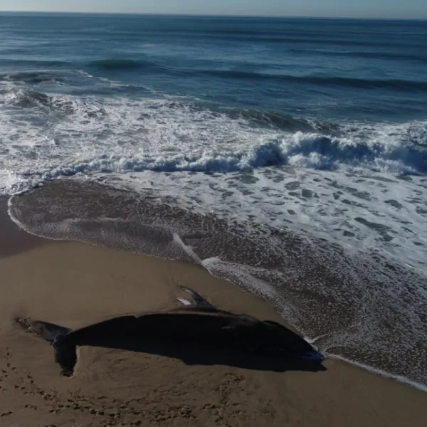 Hallaron una ballena jorobada muerta en una playa de Mar del Plata