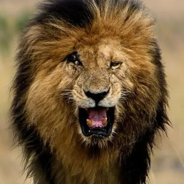 Murió a sus 14 años Scarface, uno de los leones más fotografiados del mundo