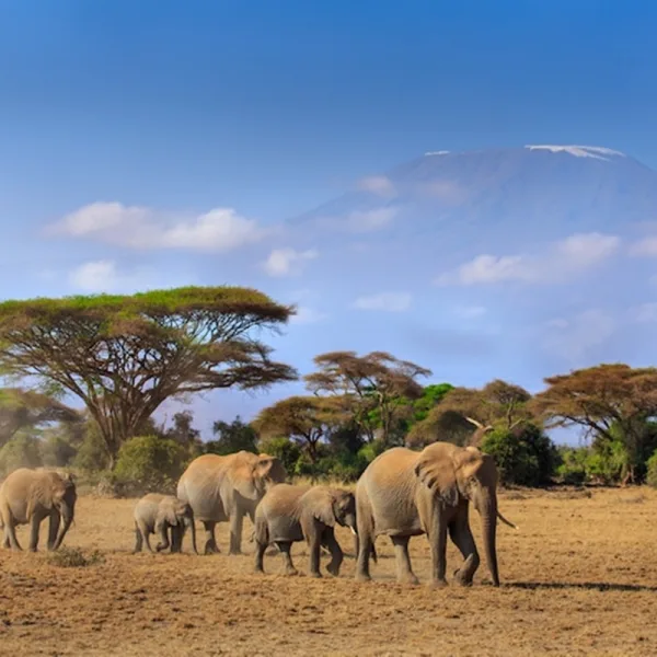 Kenia: disminuye la caza furtiva y crece el número de elefantes y jirafas