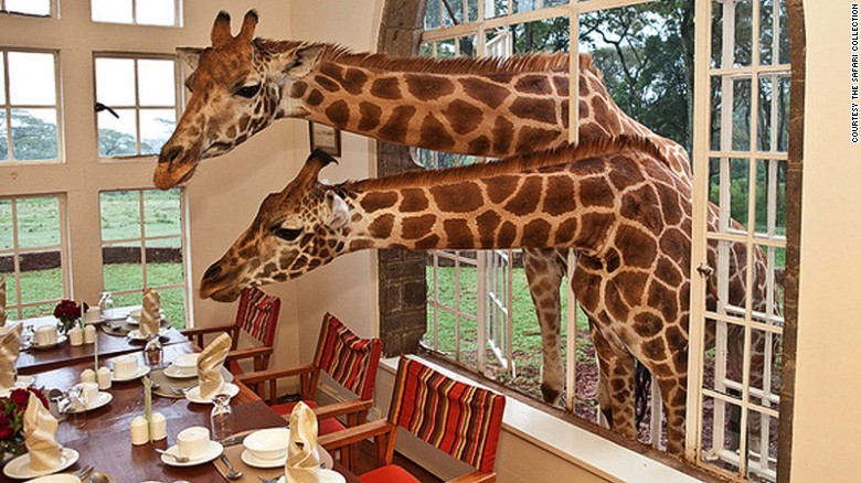 Jirafas, especie protegida en Kenia