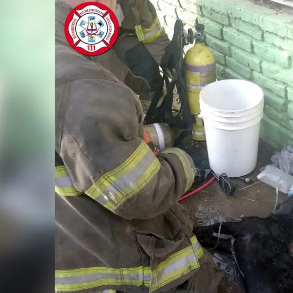 Emocionante: bomberos salvaron la vida de un perro en Hurlingham