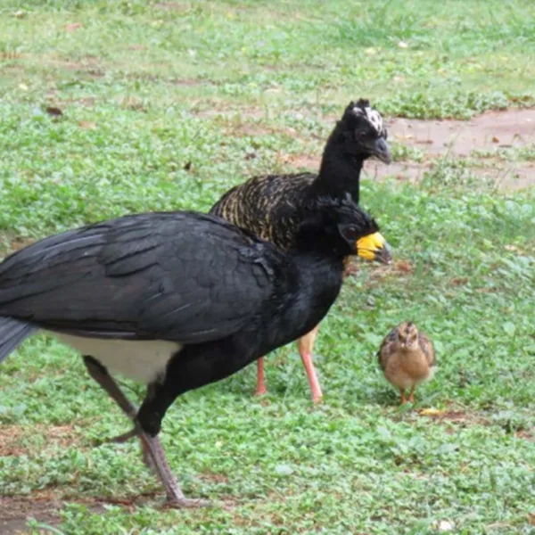 Nació un pichón de muitú en el Parque Nacional Chaco