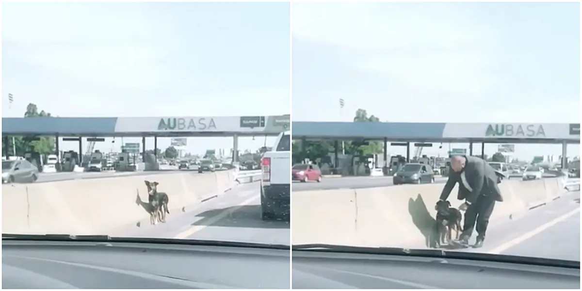 Video: conductor rescató a un perro que estaba solo en la autopista ...