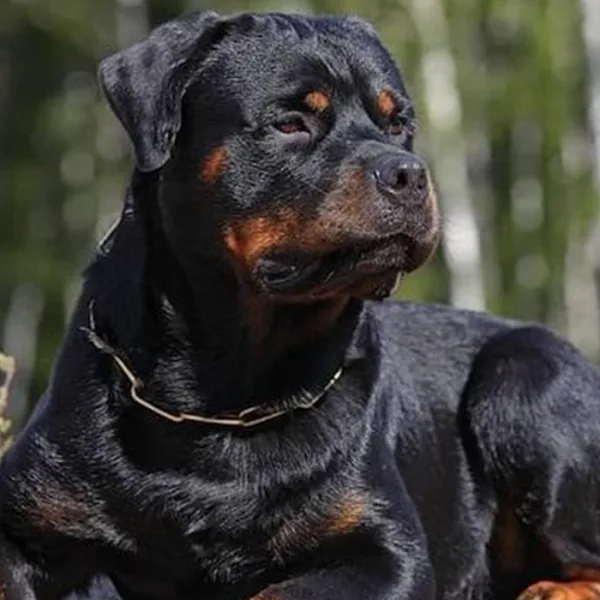 San Juan: comienza la preinscripción para el chipeo gratuito de perros potencialmente peligrosos