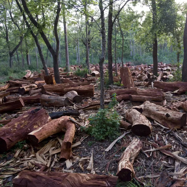 En 2021 se deforestó el equivalente a 5 ciudades de Buenos Aires en el norte argentino