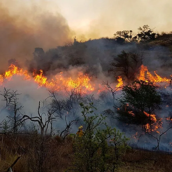 Declaran el estado de emergencia agropecuaria en Misiones, Córdoba y Mendoza
