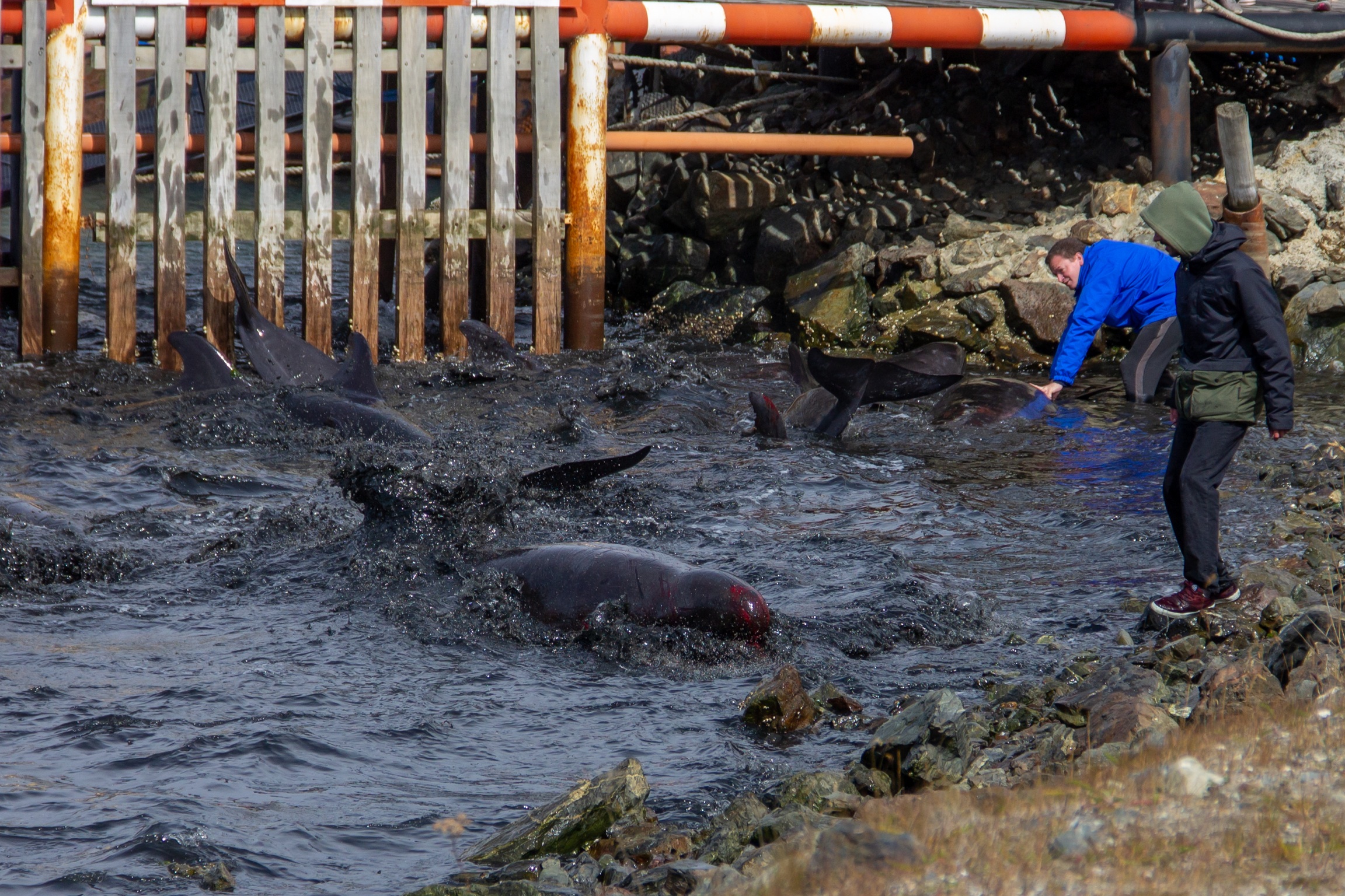 Decenas de delfines quedaron varados en el muelle del Club Náutico