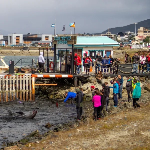 Decenas de delfines quedaron varados en las costas de Ushuaia