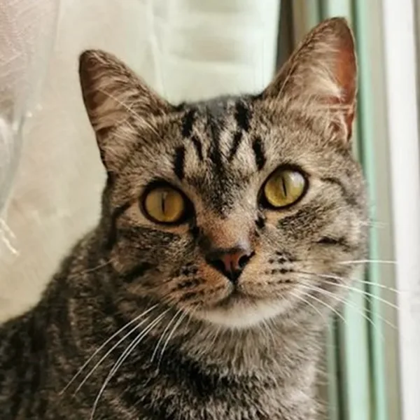 Hoy es el Día internacional del gato, uno de los tres que tiene para festejar