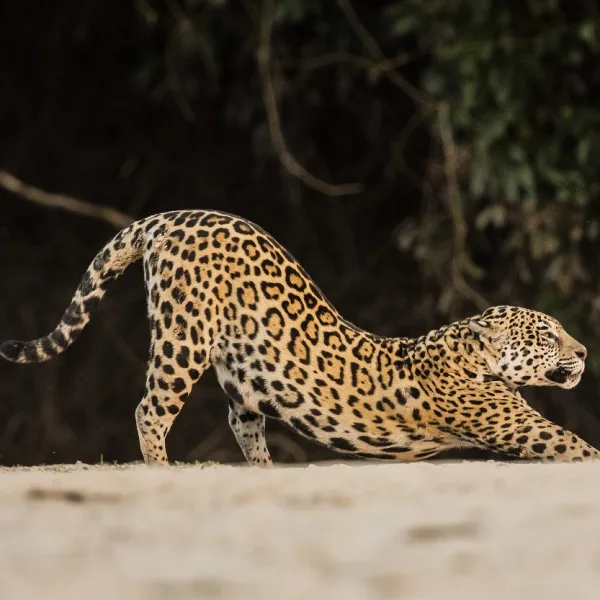 Presentan al yaguareté y el oso hormiguero en realidad aumentada
