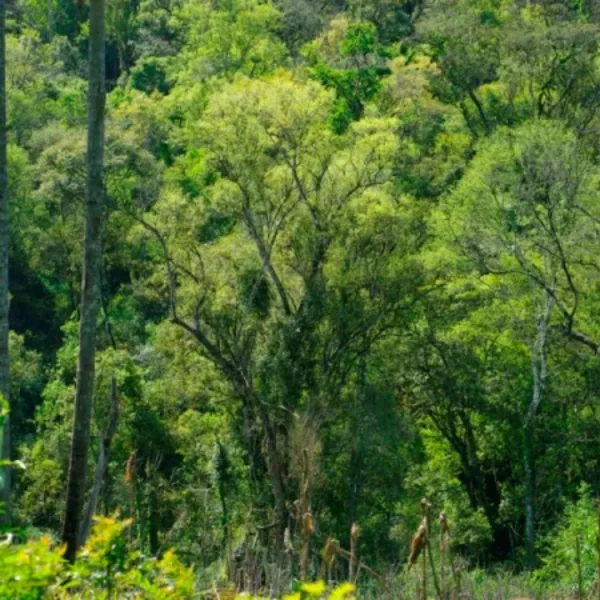 Piden por la implementación efectiva de una Ley de Bosques
