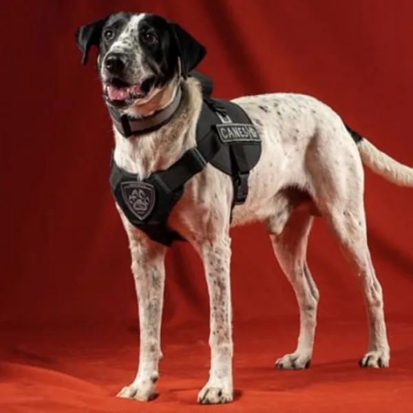 Se jubila “Falopa”, el perro de la policía de Jujuy