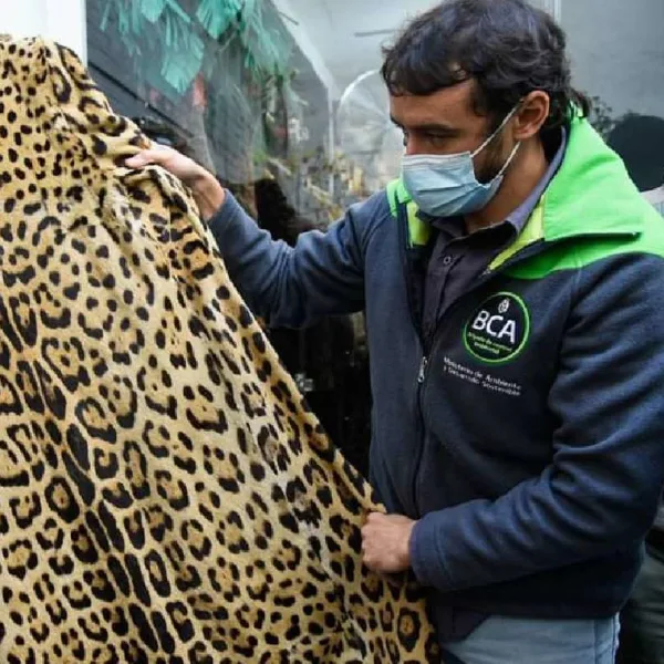 Allanaron un local de CABA que vendía tapados de piel de yaguareté y otros animales protegidos