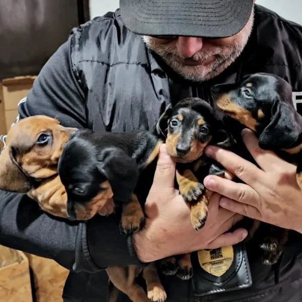 Récord de solicitudes para adoptar a los perros salchichas: “Fueron tantos los mensajes que se rompió un celular"