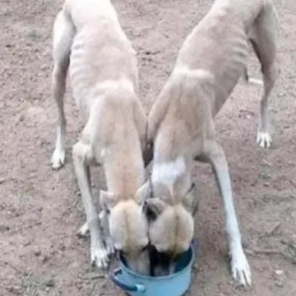 Córdoba: rescatan a seis galgos desnutridos que los usaban para alimentar a un pitbull