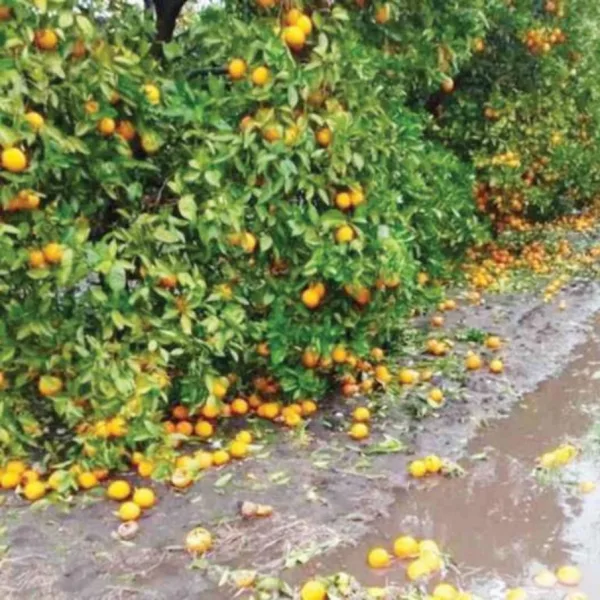 Entre Ríos: más de 1.600 hectáreas fueron perjudicadas por el granizo