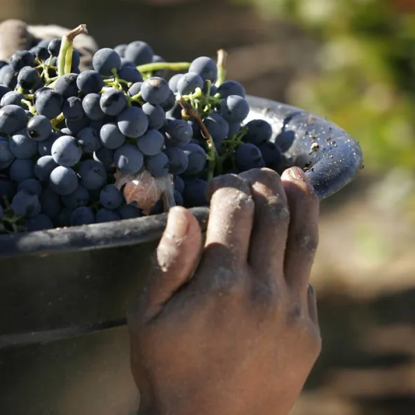 Se celebra el Día del Pinot Noir, un vino que sigue creciendo en todo el mundo