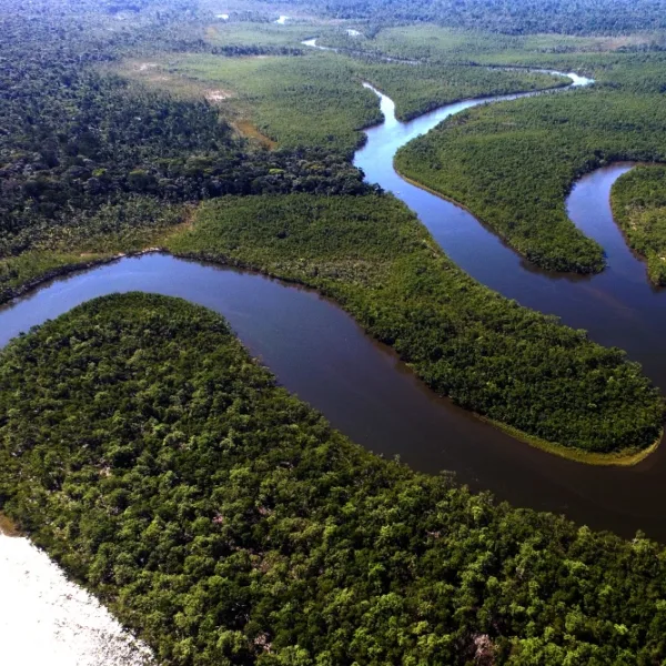 Mes de la Amazonia: ¿cuál es la importancia de este bioma y cómo impacta a la Argentina?