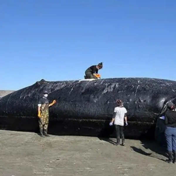 Ya son 18 las ballenas muertas en Península Valdés