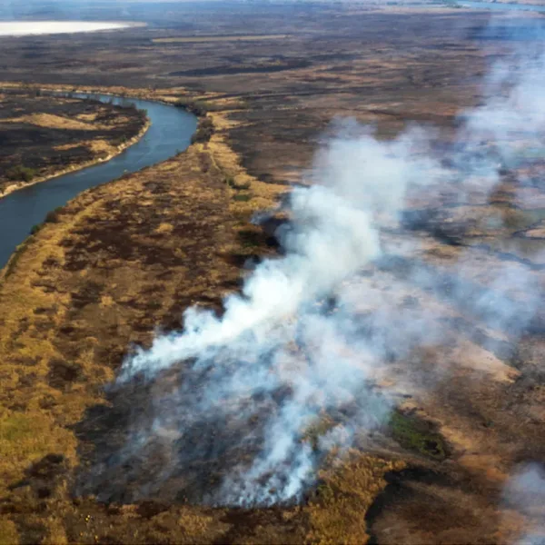 Incendios forestales: Más de 560.000 hectáreas resultaron afectadas en 2022