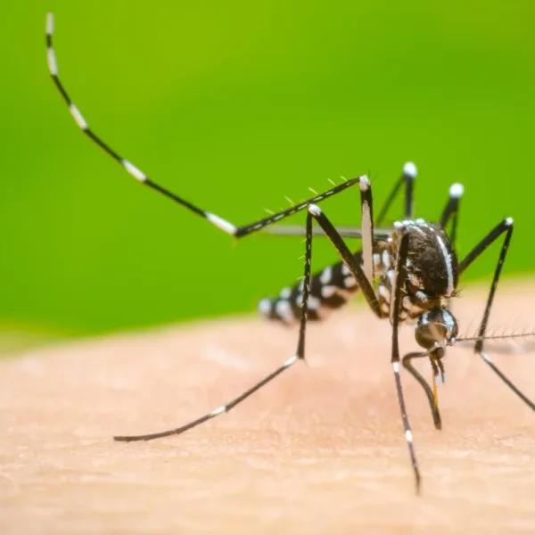 Dengue en Argentina: Confirmaron una muerte en Santa Fe y 5.000 casos positivos en el país